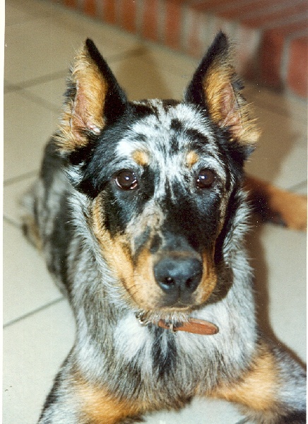 Majestée