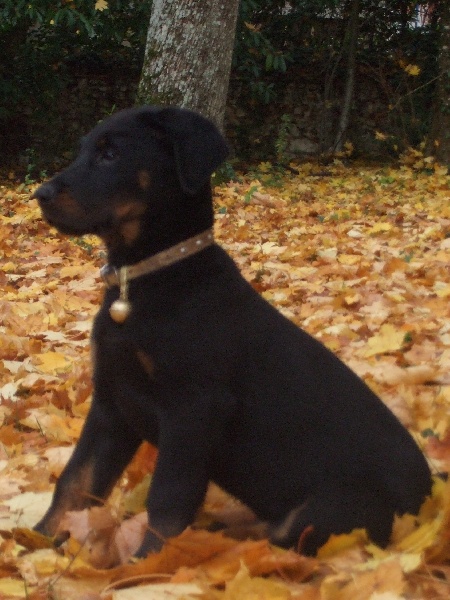 furtif