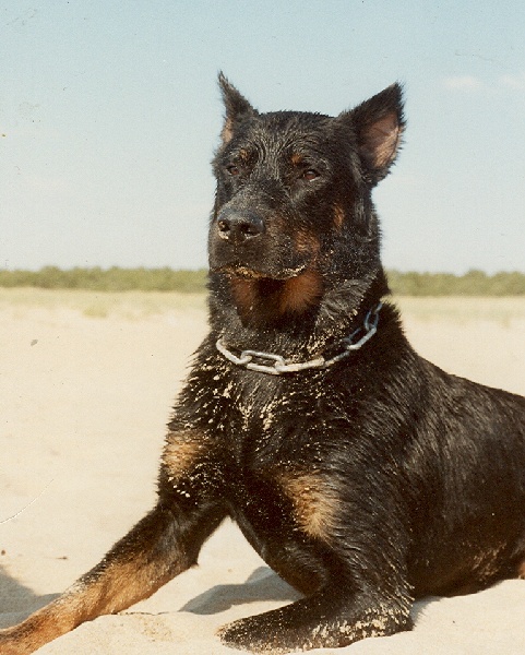 nos chiens